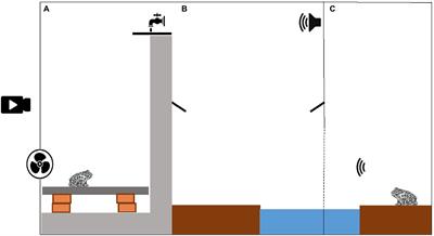 Efficacy of permanent wildlife fences as barriers to amphibian movement